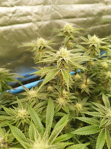 Growreport Bild 9