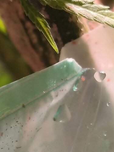 Growreport Bild 4
