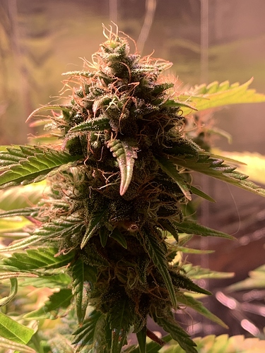 Growreport Bild 2