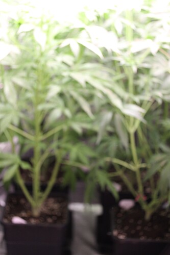 Growreport Bild 3