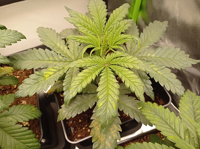 Growreport Bild 2