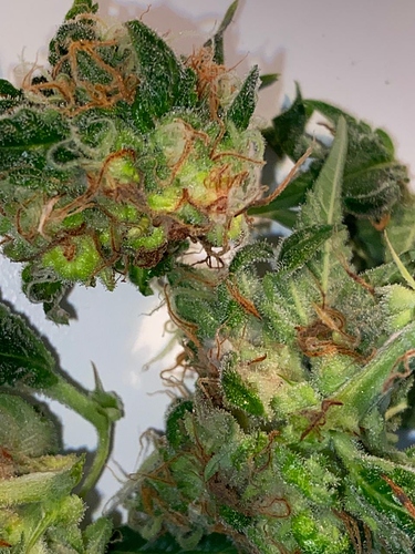 Growreport Bild 7