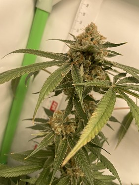 Growreport Bild 14