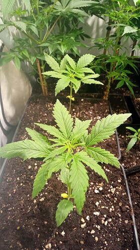 Growreport Bild 11