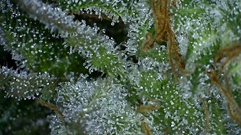 Growreport Bild 31