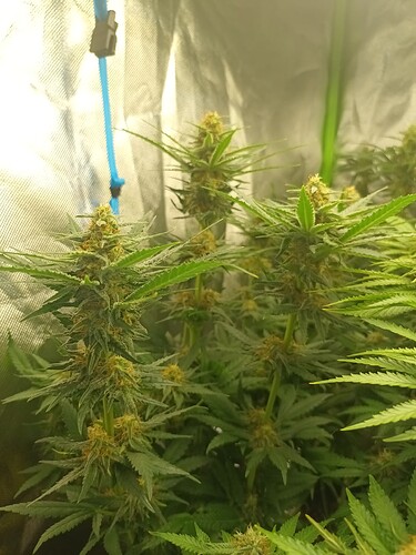 Growreport Bild 6