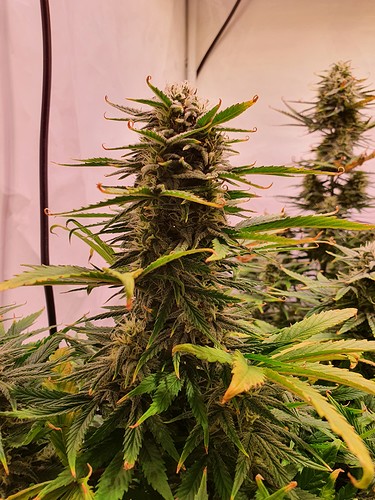 Growreport Bild 6