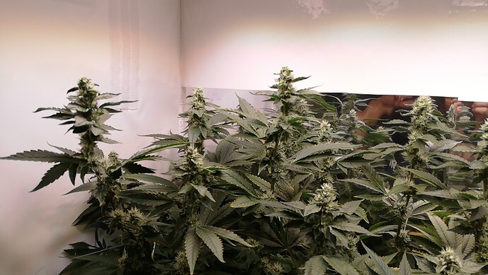 Growreport Bild 3