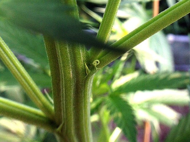 073_morgens_04_TF2vorbluete