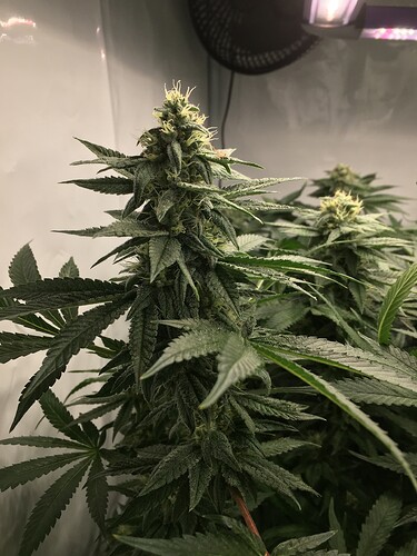 Growreport Bild 14