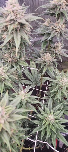 Growreport Bild 33