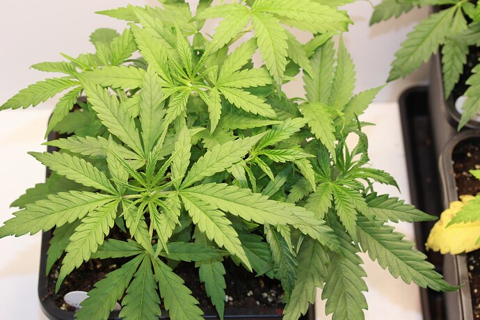 Growreport Bild 18