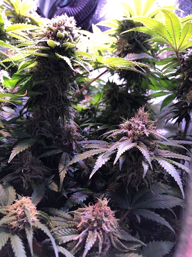Growreport Bild 33