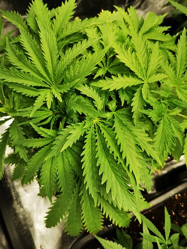 Growreport Bild 4