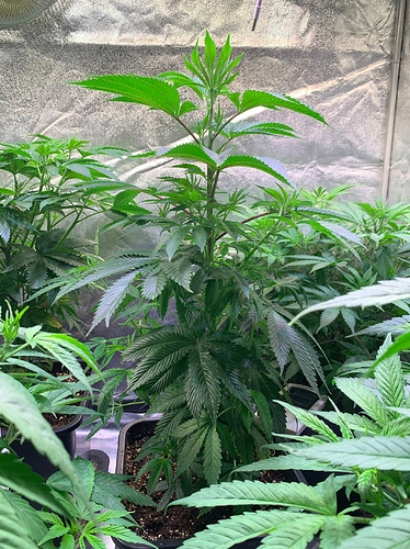 Growreport Bild 3