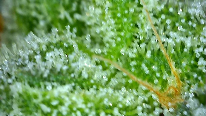 Growreport Bild 59