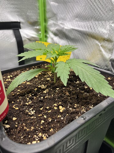Growreport Bild 6