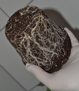 Growreport Bild 6
