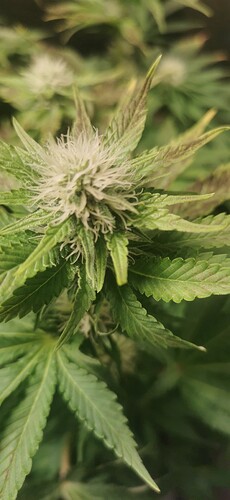 Growreport Bild 49