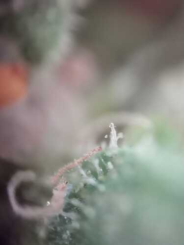 Trichom 04