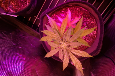 Eine junge Cannabispflanze in einem Stofftopf unter einer violetten Grow-Lampe. Die Pflanze hat mehrere Blätter und beginnt, kleine Blütenansätze zu bilden.