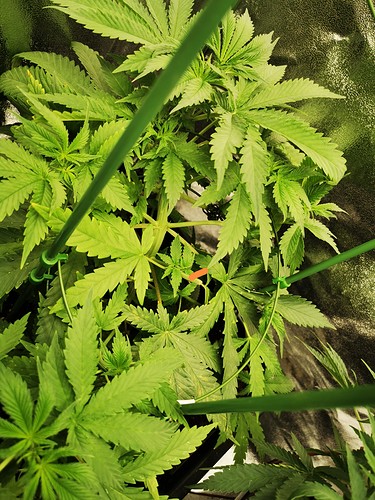 Growreport Bild 3