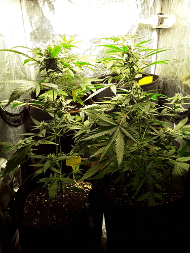 Growreport Bild 5