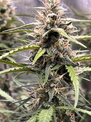 Growreport Bild 16