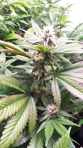 Growreport Bild 5