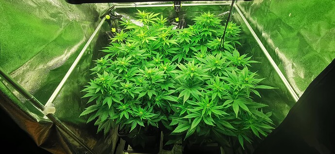 Growreport Bild 54