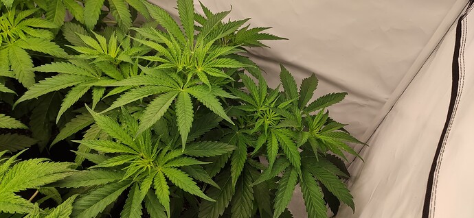 Growreport Bild 7