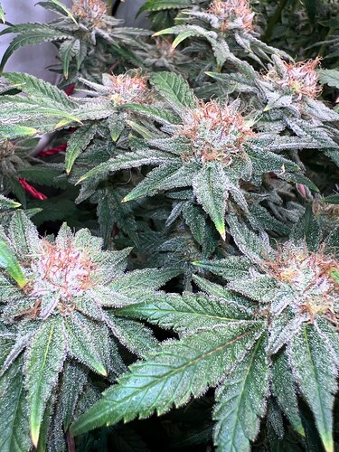 Growreport Bild 8