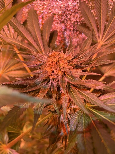 Growreport Bild 17