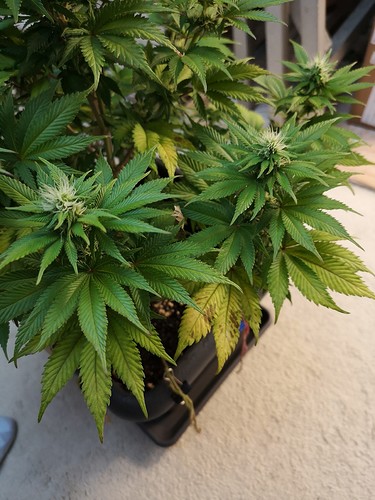 Growreport Bild 4