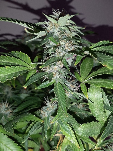 Growreport Bild 9