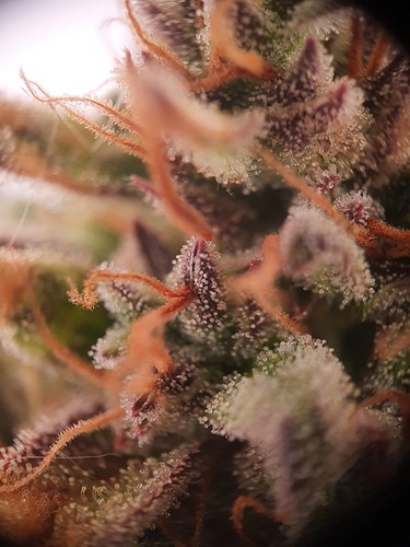 Growreport Bild 18