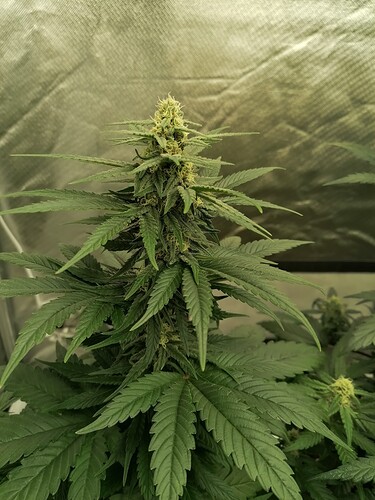 Growreport Bild 8