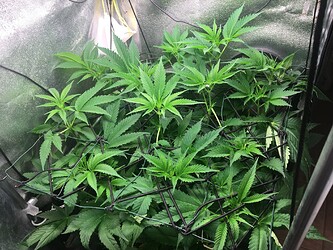 Growreport Bild 27