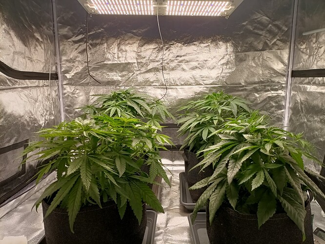 Growreport Bild 2