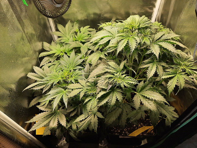 Growreport Bild 8
