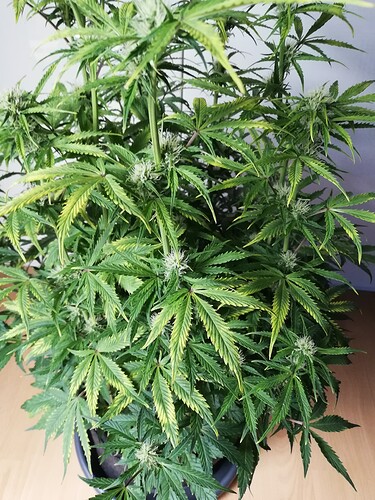 Growreport Bild 11