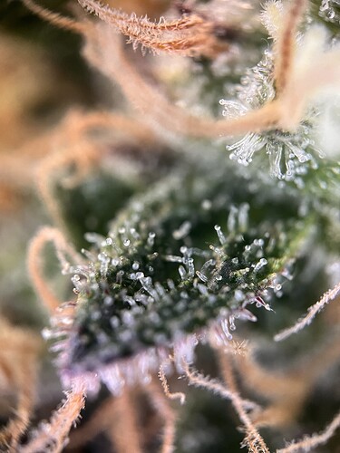 Growreport Bild 8
