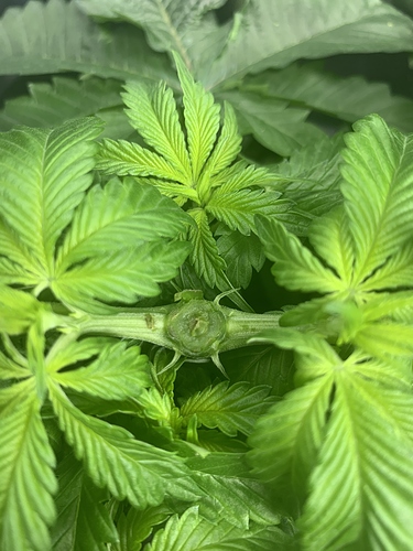 Growreport Bild 2