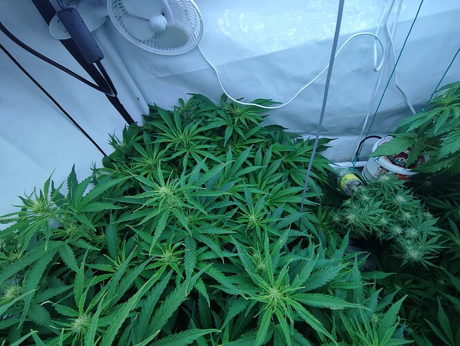 Growreport Bild 37