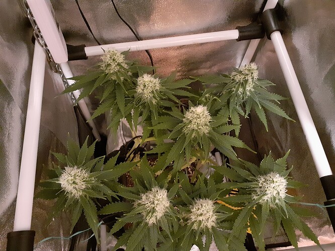 Growreport Bild 158