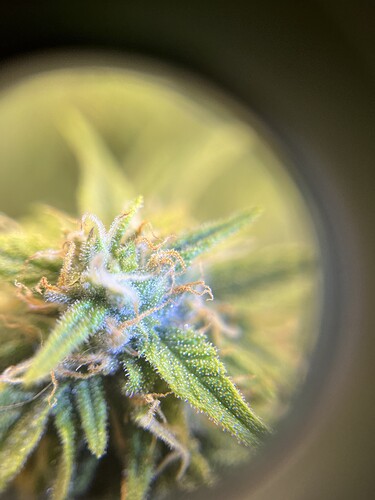 Growreport Bild 1