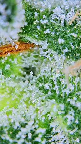 Growreport Bild 17