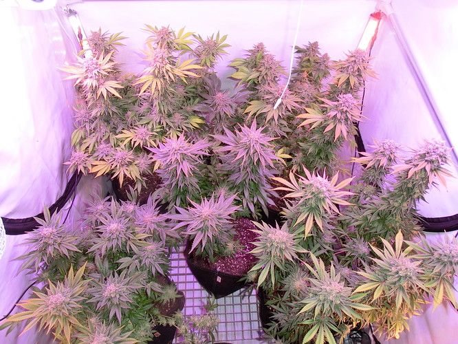 Growreport Bild 4