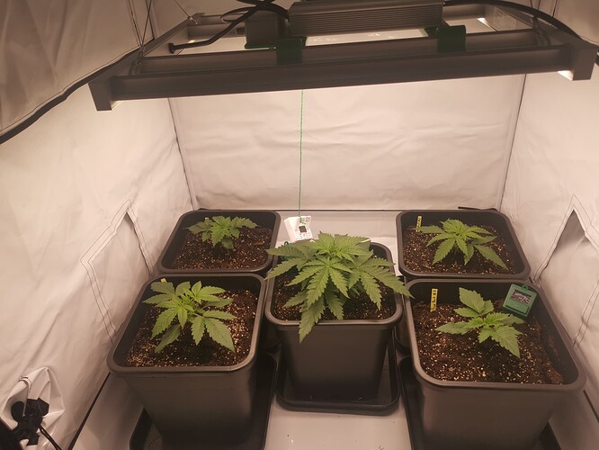 Growreport Bild 1