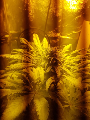 Growreport Bild 3